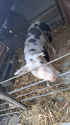 porc mare 200+ - imagine 2