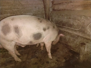 Vand porc crescut in gospodarie proprie