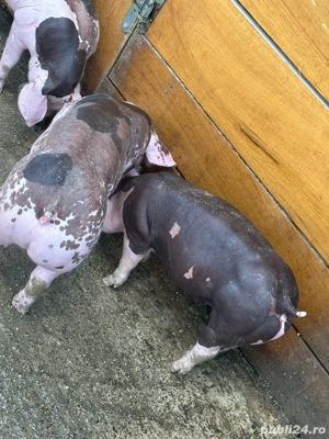 pietrain belgian - imagine 4