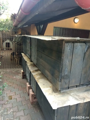 Custi de vanzare pentru iepuri 4 buc