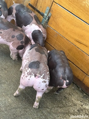 pietrain belgian - imagine 3