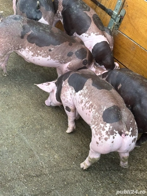 pietrain belgian - imagine 2