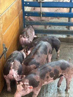 pietrain belgian - imagine 5