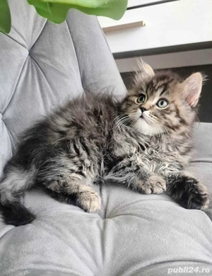 siberiana de padure - imagine 3