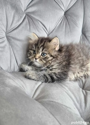 siberiana de padure - imagine 2