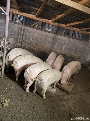 porci de vanzare  - imagine 2 porci de vanzare  - imagine 2