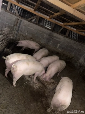 porci de vanzare 