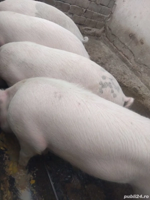 vând porci marele alb
