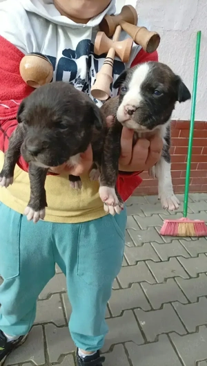 Pui Amstaff  - imagine 2