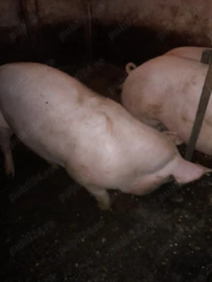 Vând porc  - imagine 3