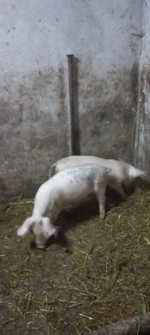 Purcei Castrați si Deparazitați Turnu Magurele Preț 500 Lei