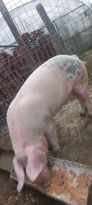 Porci de Țară crescuți cu Cereale 110 -120kg  Se poate vedea in Com Lița Teleorman 17Lei - kg