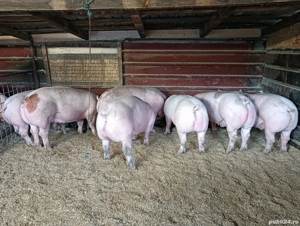 Vand porci de carne!