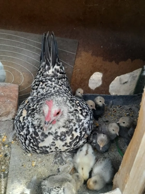 Pui și păsări mature din matca 2025 din rase pitice și brahma uriaș