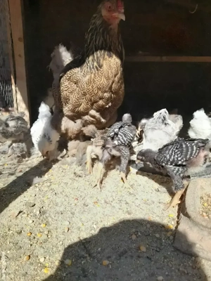 Pui și păsări mature din matca 2025 din rase pitice și brahma uriaș - imagine 2