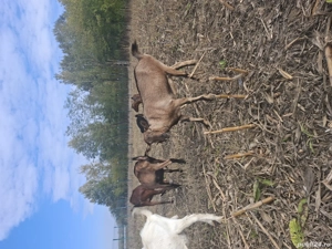 Iada alpina franceza  - imagine 2 Iada alpina franceza  - imagine 2