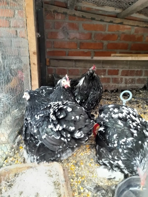 Pui și păsări mature din matca 2025 din rase pitice și brahma uriaș - imagine 5