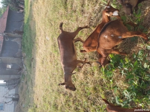 Iada alpina franceza  - imagine 3 Iada alpina franceza  - imagine 3