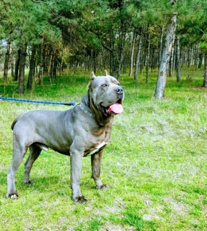 Cățelușa cane corso  - imagine 2