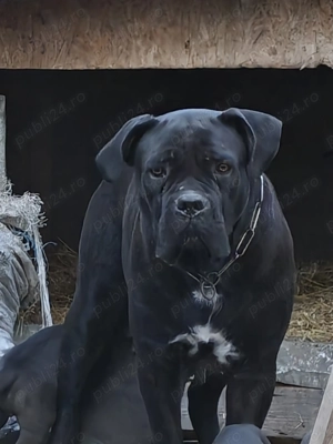 Cățelușa cane corso  - imagine 3