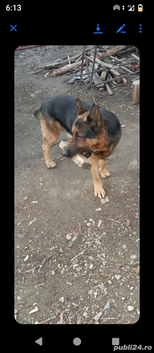 pui de lup    100euro