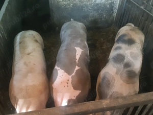 Vând porci pentru Crăciun - imagine 2