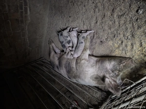 porci de vanzare  - imagine 2