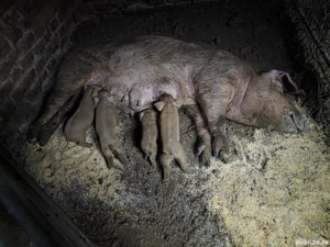 porci de vanzare 