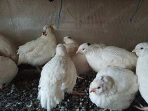 Vând prepelite schimb cu păsări de colivie  - imagine 5