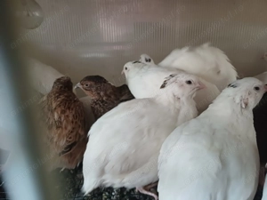 Vând prepelite schimb cu păsări de colivie  - imagine 3