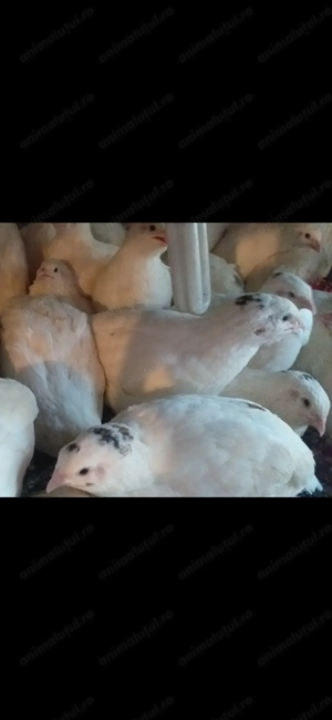 Vând prepelite schimb cu păsări de colivie  - imagine 4