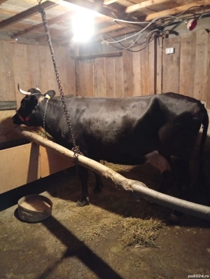 Vând Vacă Tânără Preț 80 milioane  - imagine 4 Vând Vacă Tânără Preț 80 milioane  - imagine 4