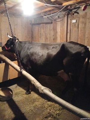 Vând Vacă Tânără Preț 80 milioane  - imagine 5 Vând Vacă Tânără Preț 80 milioane  - imagine 5