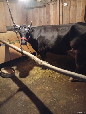 Vând Vacă Tânără Preț 80 milioane  - imagine 3 Vând Vacă Tânără Preț 80 milioane  - imagine 3