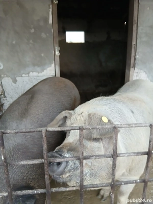 porc de vânzare  - imagine 2