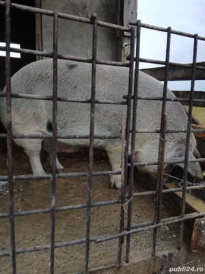 porc de vânzare 