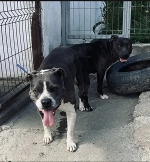 De vanzare pui amstaff