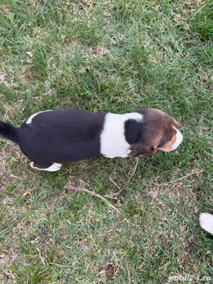 Vand 2 catei beagle tricolor. - imagine 2 Vand 2 catei beagle tricolor. - imagine 2