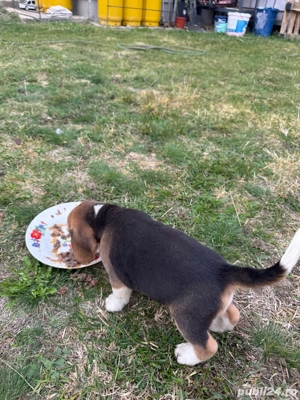 Vand 2 catei beagle tricolor.