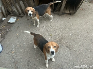 Vand 2 catei beagle tricolor. - imagine 3 Vand 2 catei beagle tricolor. - imagine 3