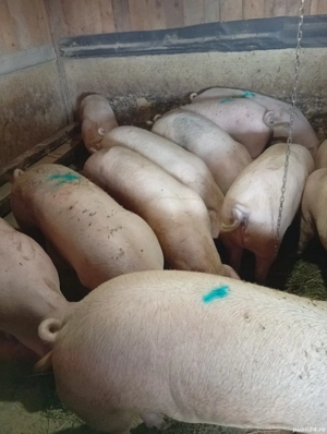 Vând Porci de Casă Preț 18 lei kg în Viu  - imagine 2