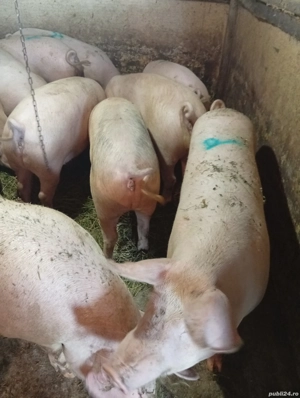 Schimb Purcea cu Vițel 