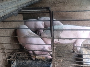 porci carne 120 kg la 1500 lei