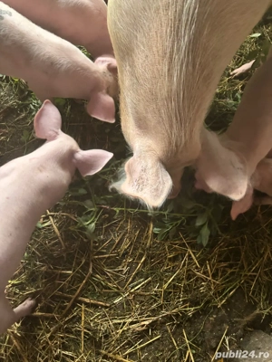 Purcei de vanzare - imagine 4