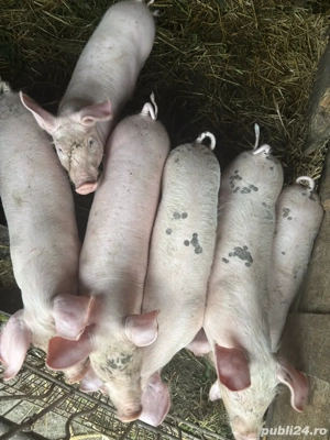 Purcei de vanzare - imagine 2