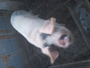 Porci de vanzare pentru Crăciun, 170-  200kg cu posibilitatea de a fi ținuți pana la sacrificare  