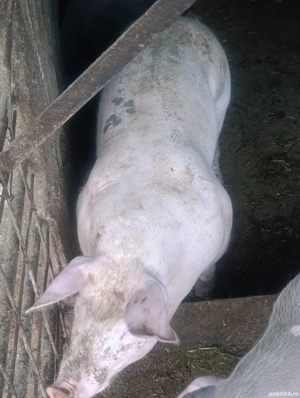 vier pietrain 80 kg pt reproducere  - imagine 3 vier pietrain 80 kg pt reproducere  - imagine 3