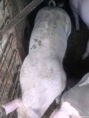 vier pietrain 80 kg pt reproducere  - imagine 2 vier pietrain 80 kg pt reproducere  - imagine 2