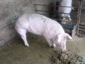 vier pietrain 80 kg pt reproducere  - imagine 4 vier pietrain 80 kg pt reproducere  - imagine 4