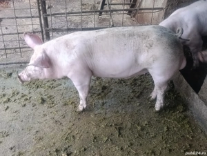 vier pietrain 80 kg pt reproducere 